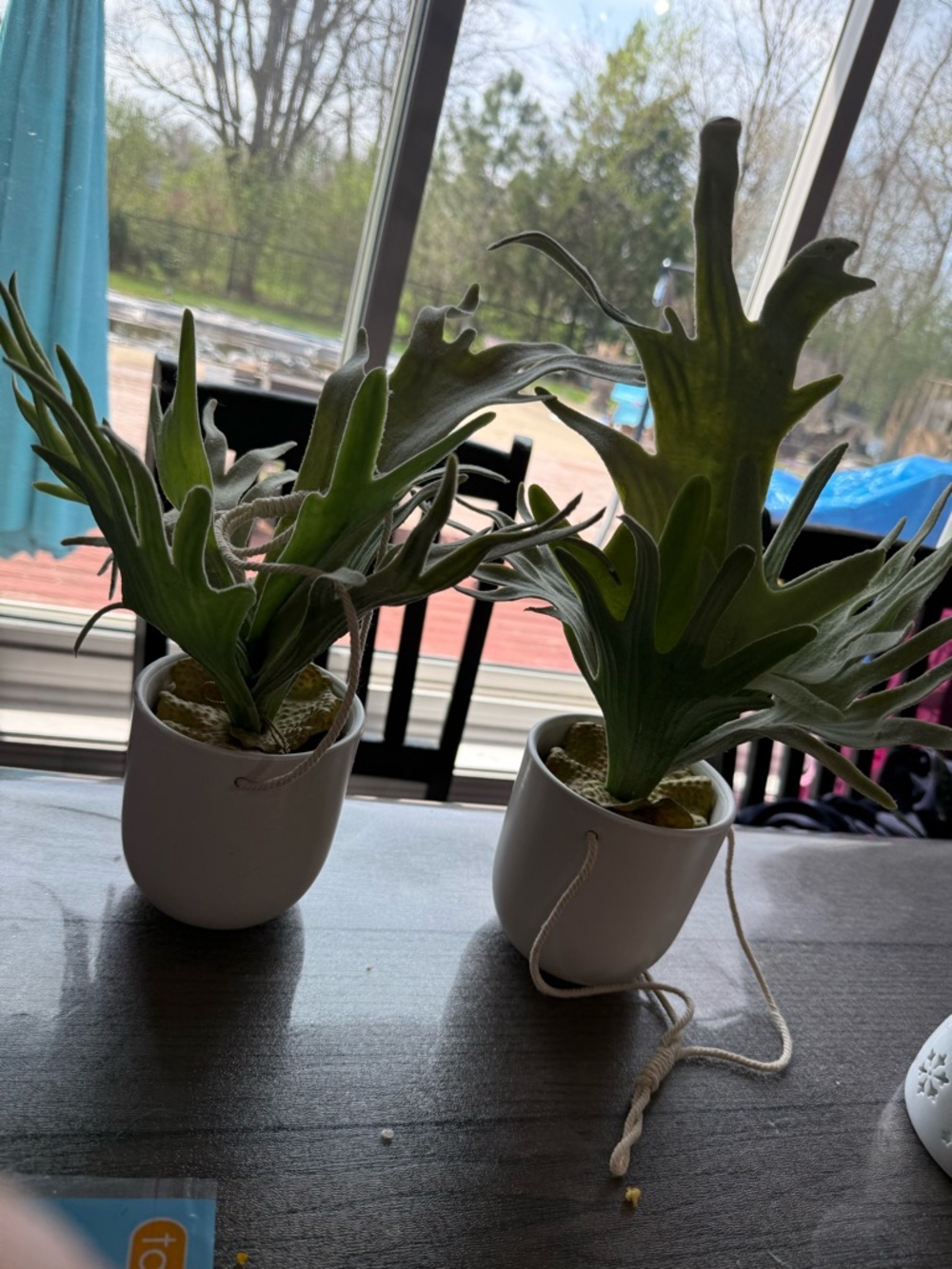 Decorative hanging Potted Staghorn 2pc Fern Set - Green